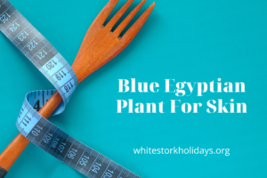 Blue Egyptian Plant for wrinkles